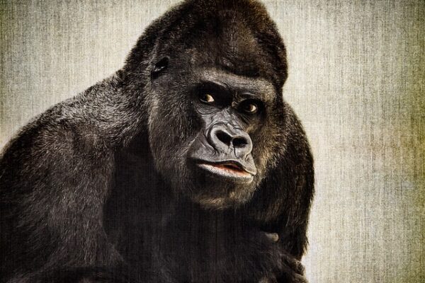 AI Tools Every Artist Needs to Explore for Enhanced Expression and Innovative Artwork